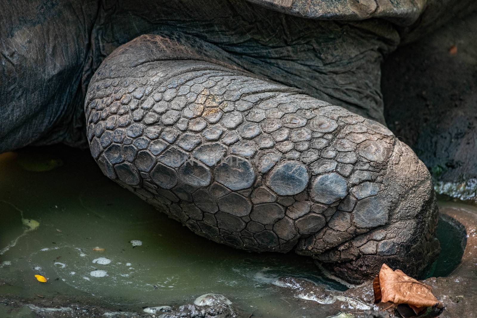 Aldabra Tortoise's scales on its leg.