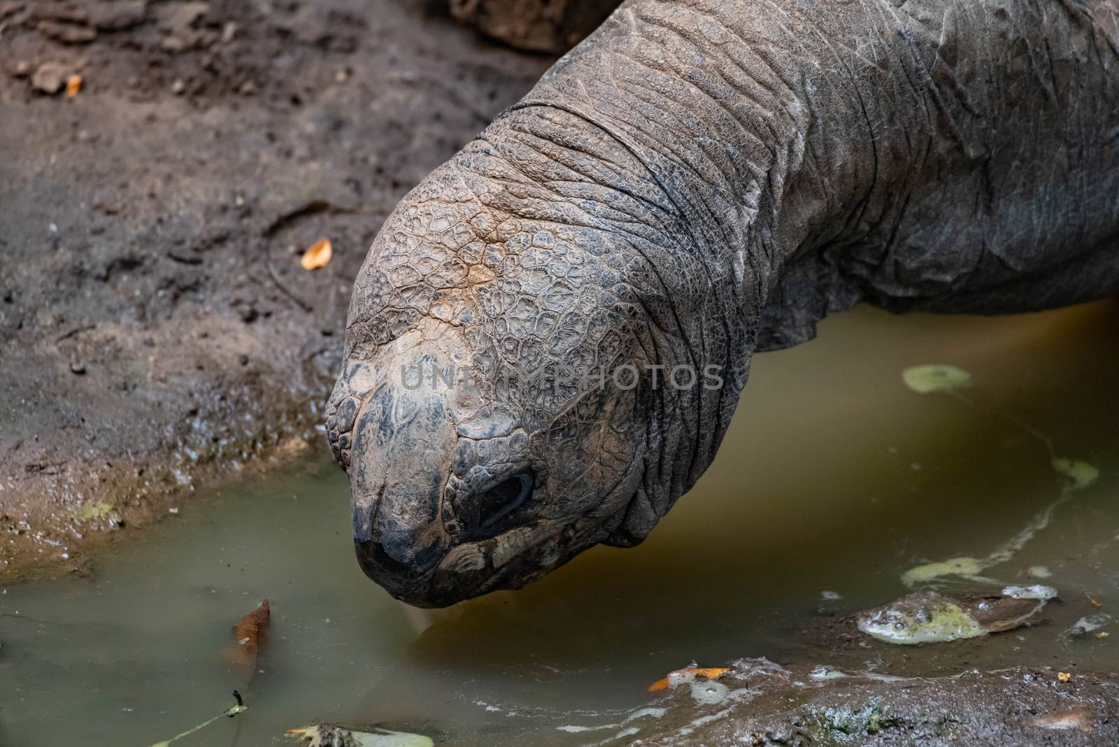 Aldabra Tortoise drinking at a pond.