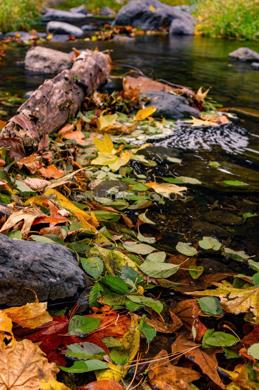 Creek covered with the leaves of a forest during Autumn.