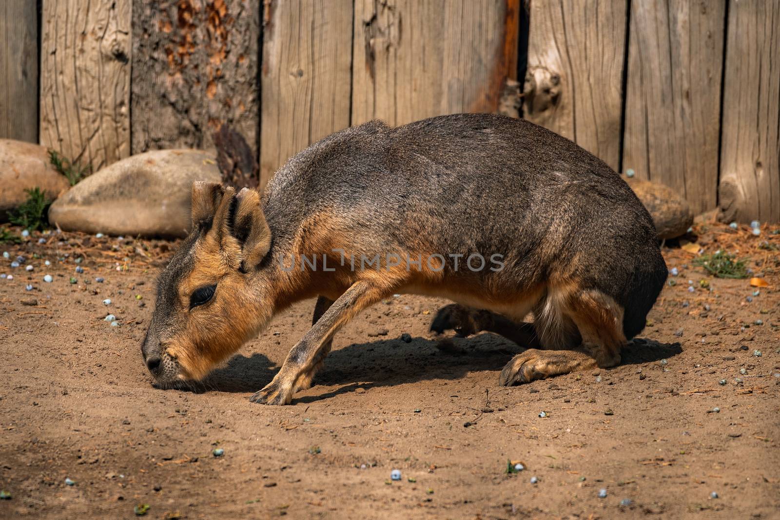 Capybara looking for food on the ground.