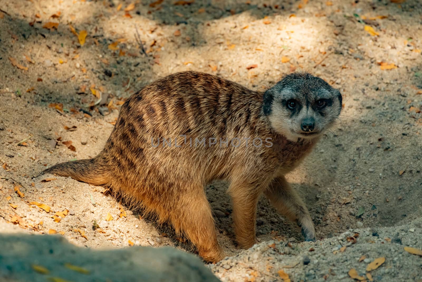 A meerkat resting on some sand.