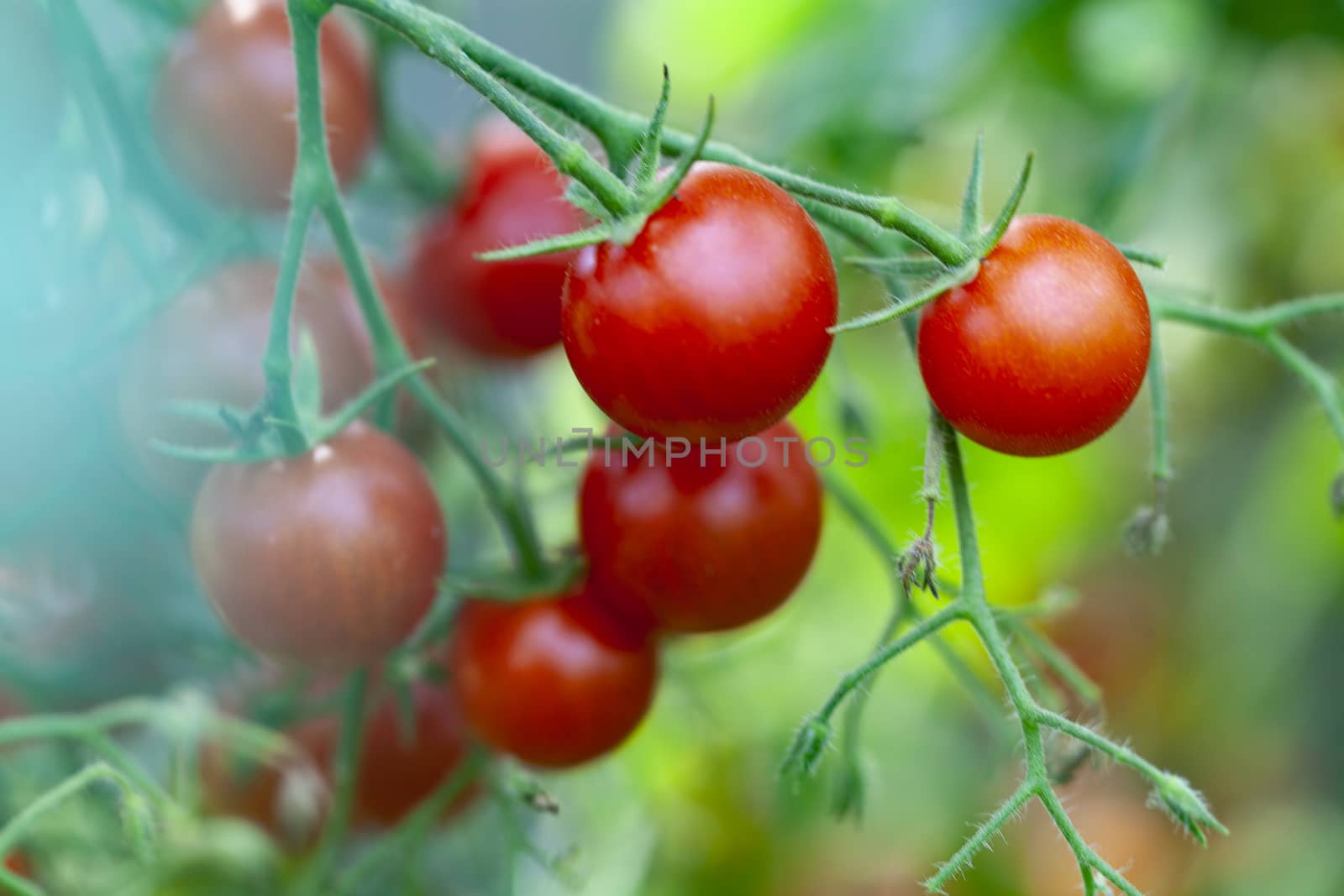 Tasty Sweet Red Cherry Tomatoes Growth Closeup 