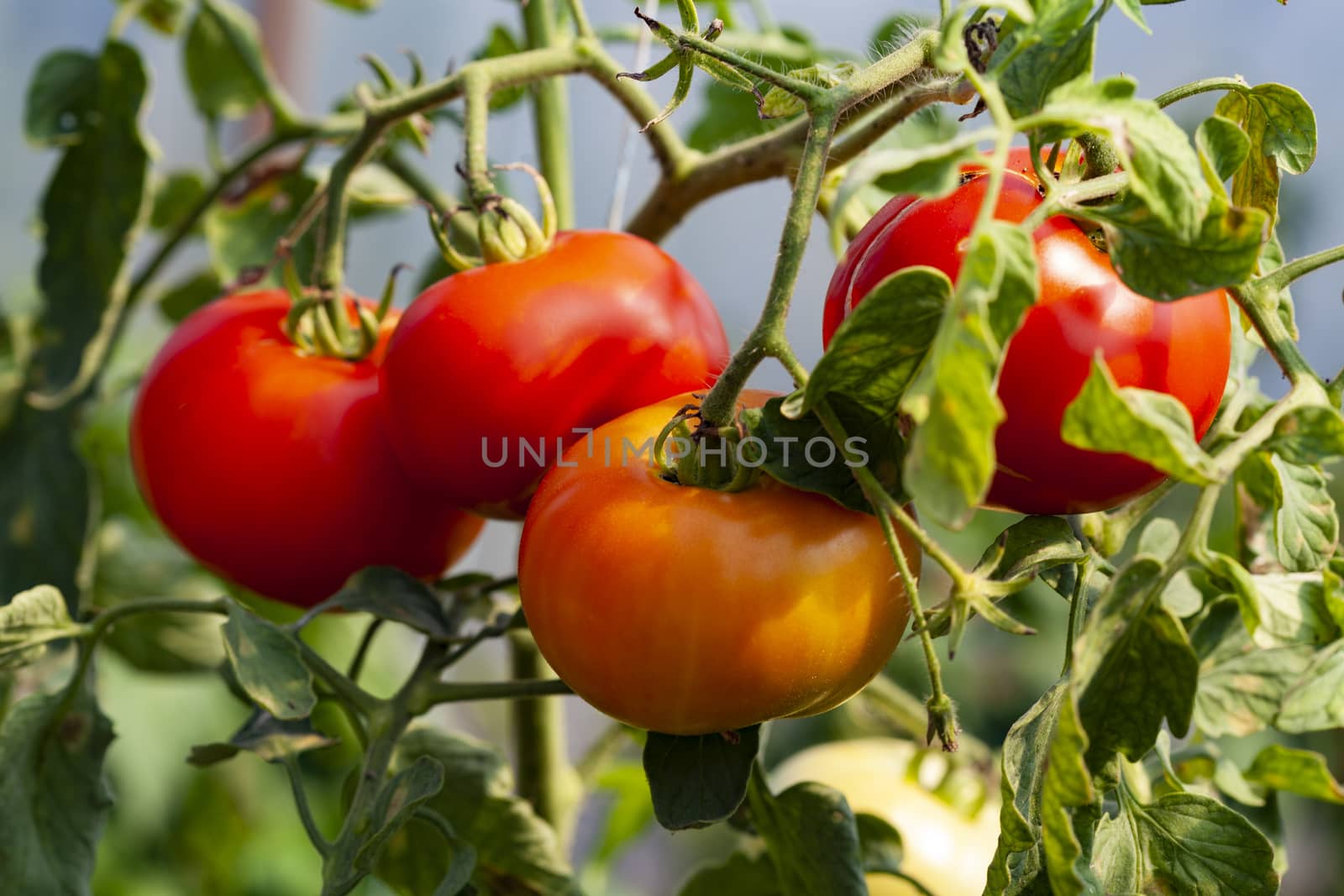 Four Red Tomatoes on a Tomato Plant with Green Leaves