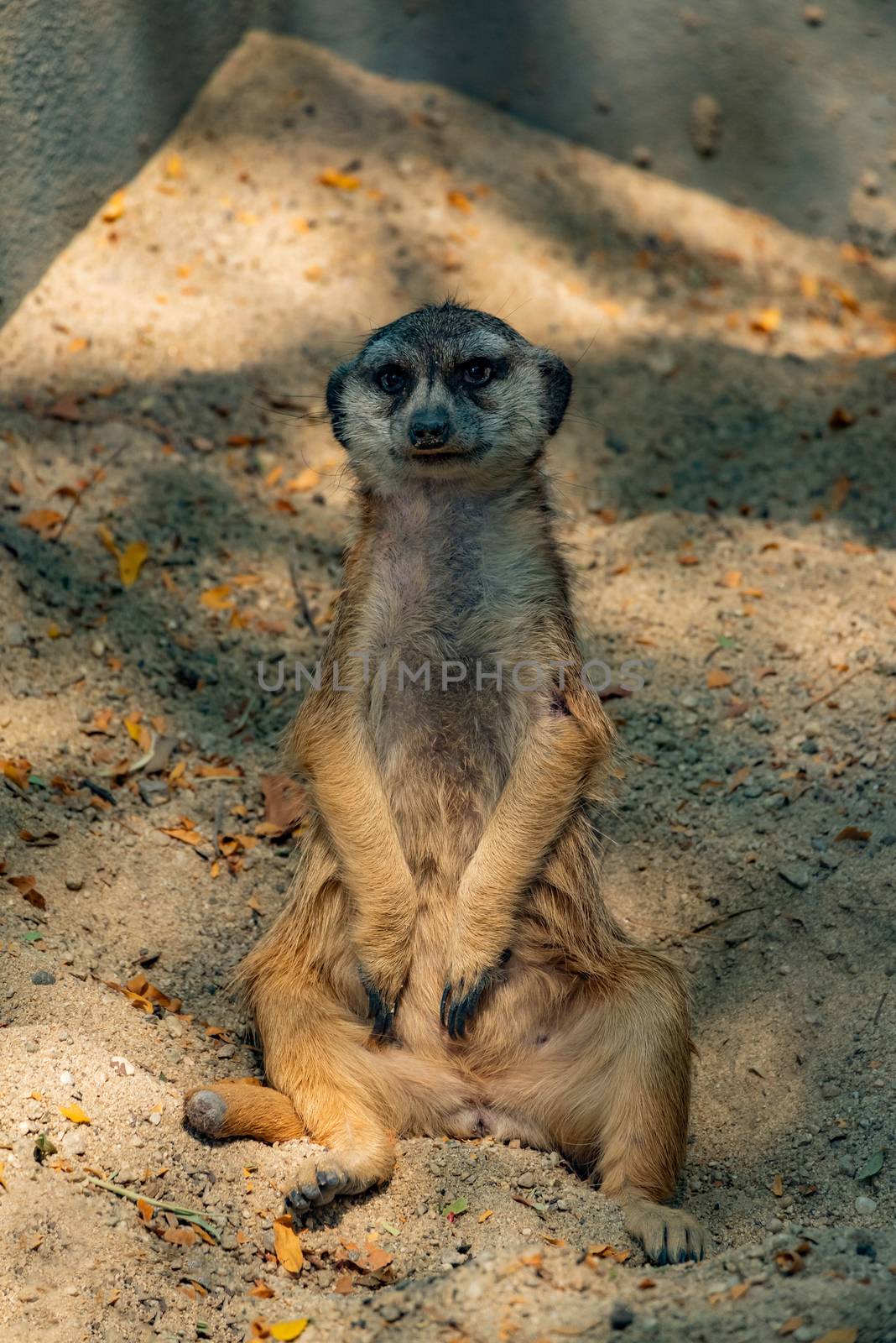 A meerkat resting on some sand.