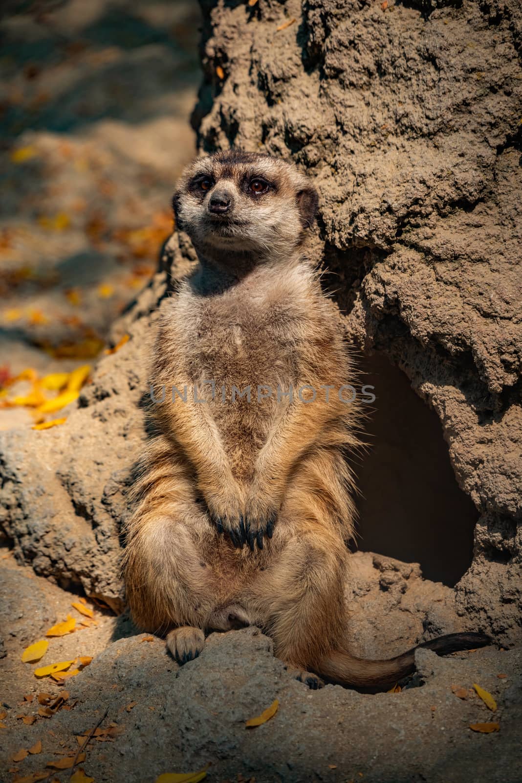 A meerkat resting on some sand.