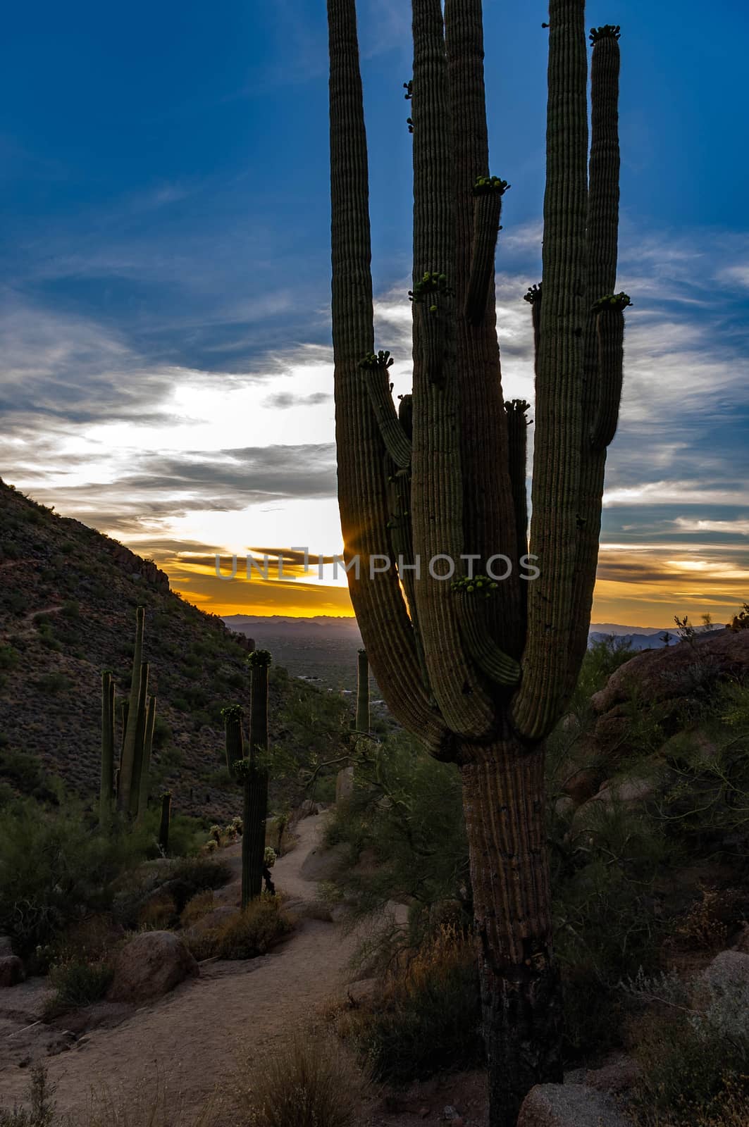 Pinnacle Peak Sonoran Sunset by pmilota