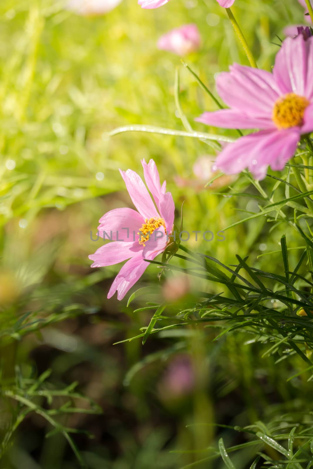 The background image of the colorful flowers, background nature