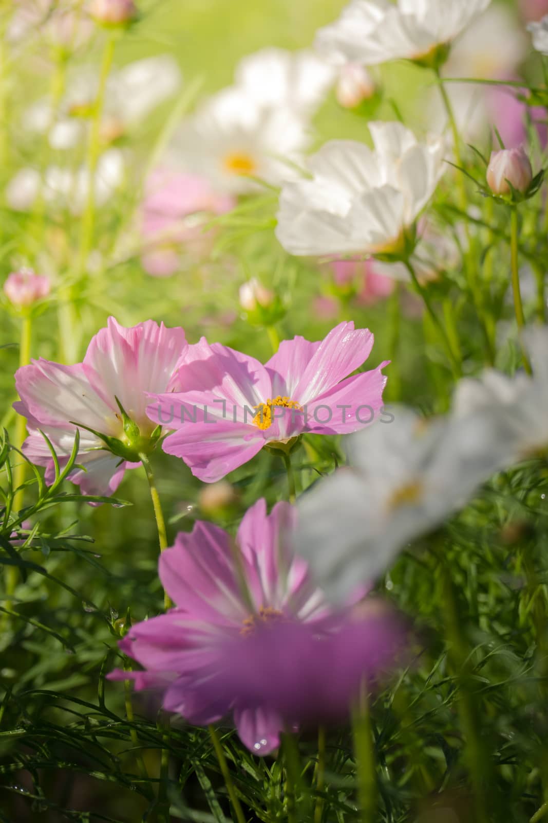 The background image of the colorful flowers, background nature