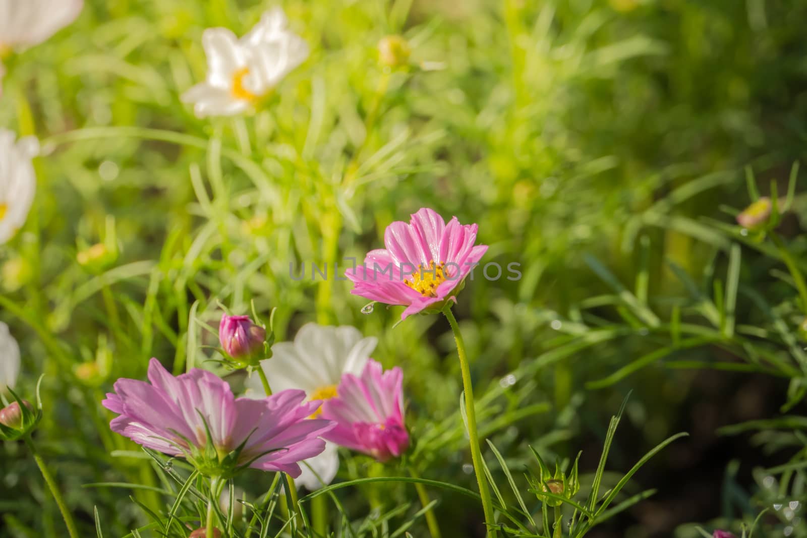 The background image of the colorful flowers, background nature