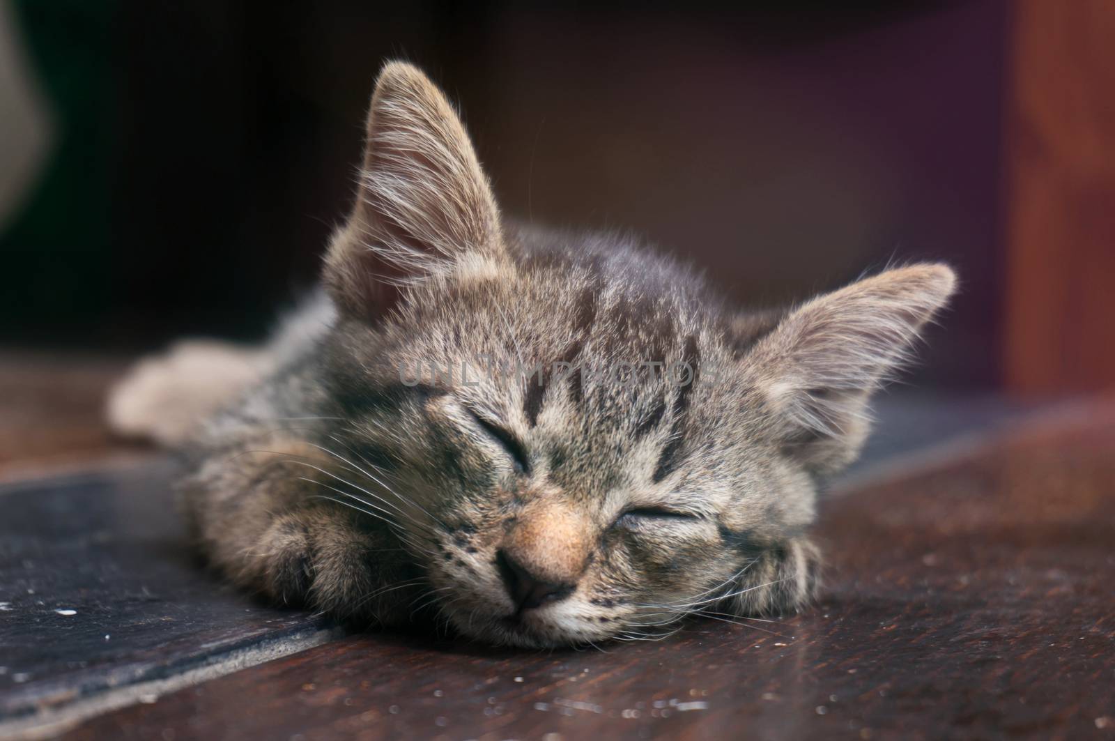 Lazy street little tabby kitten.  Cat  laying on wooden floor with Adorable serious funny face 