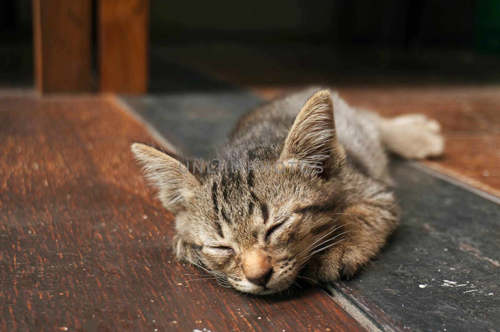 Lazy street little tabby kitten.  Cat  laying on wooden floor with Adorable serious funny face 