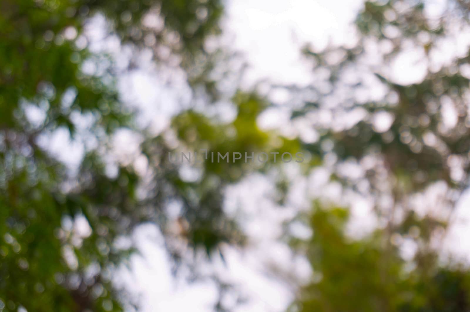 Blurred beautiful nature background blurry of leaf bokeh forest. by peandben