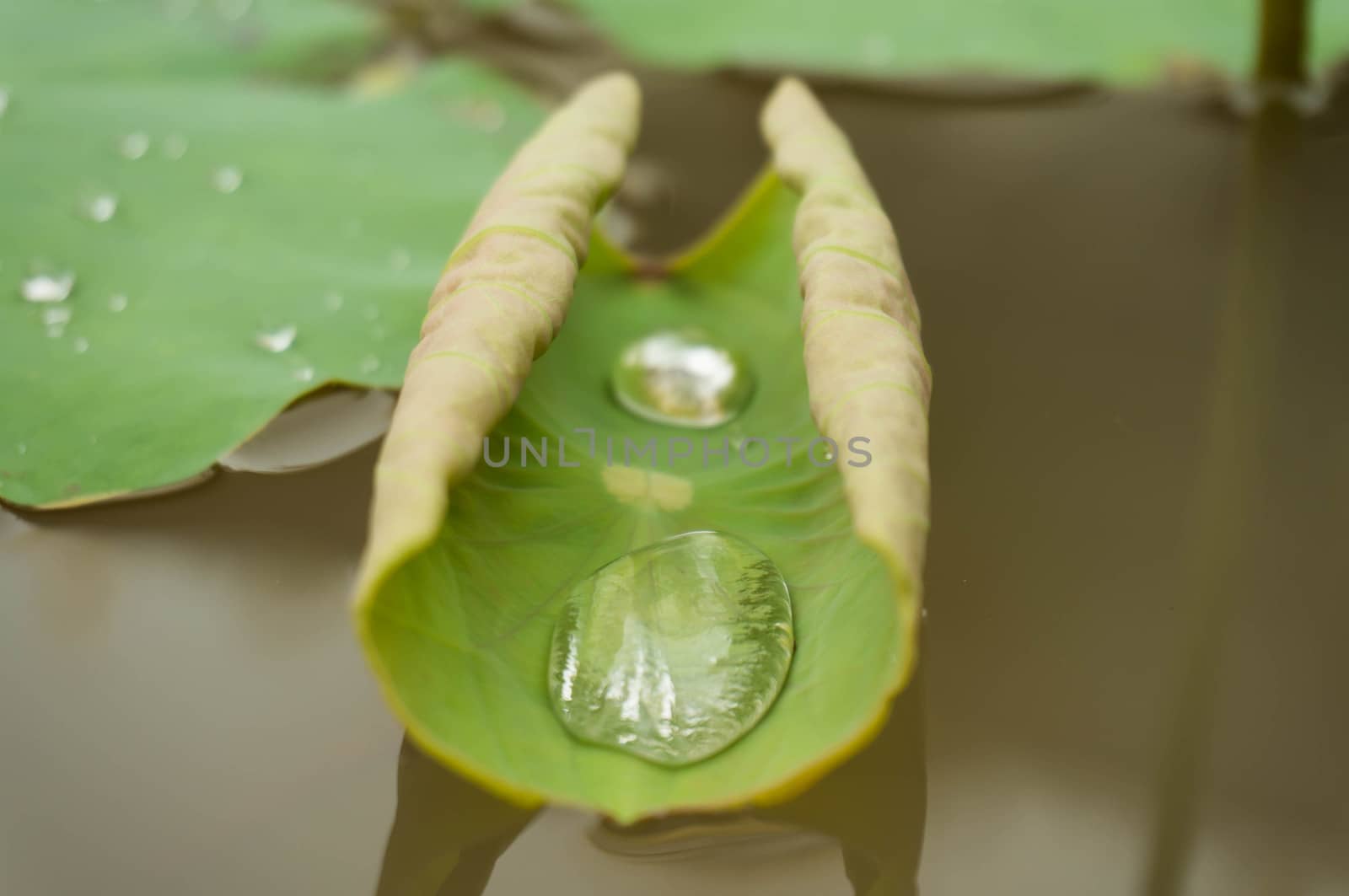 Green leaf water lily and water Drops on a lotus leaf in dayligh by peandben