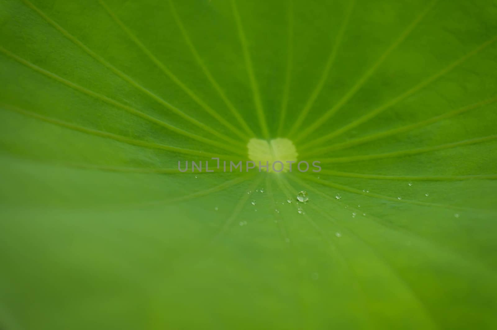 Green leaf water lily and water Drops on a lotus leaf in daylight with selective focus.