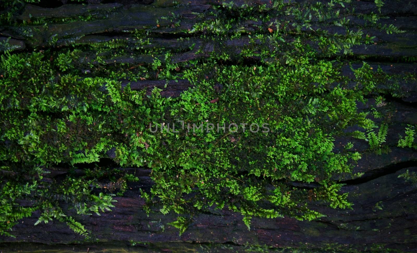 Green moss lichen background texture beautiful in nature with co by peandben