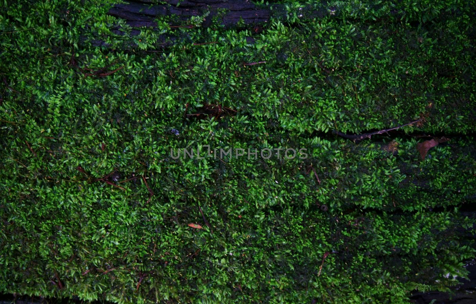 Green moss lichen background texture beautiful in nature with copy space.