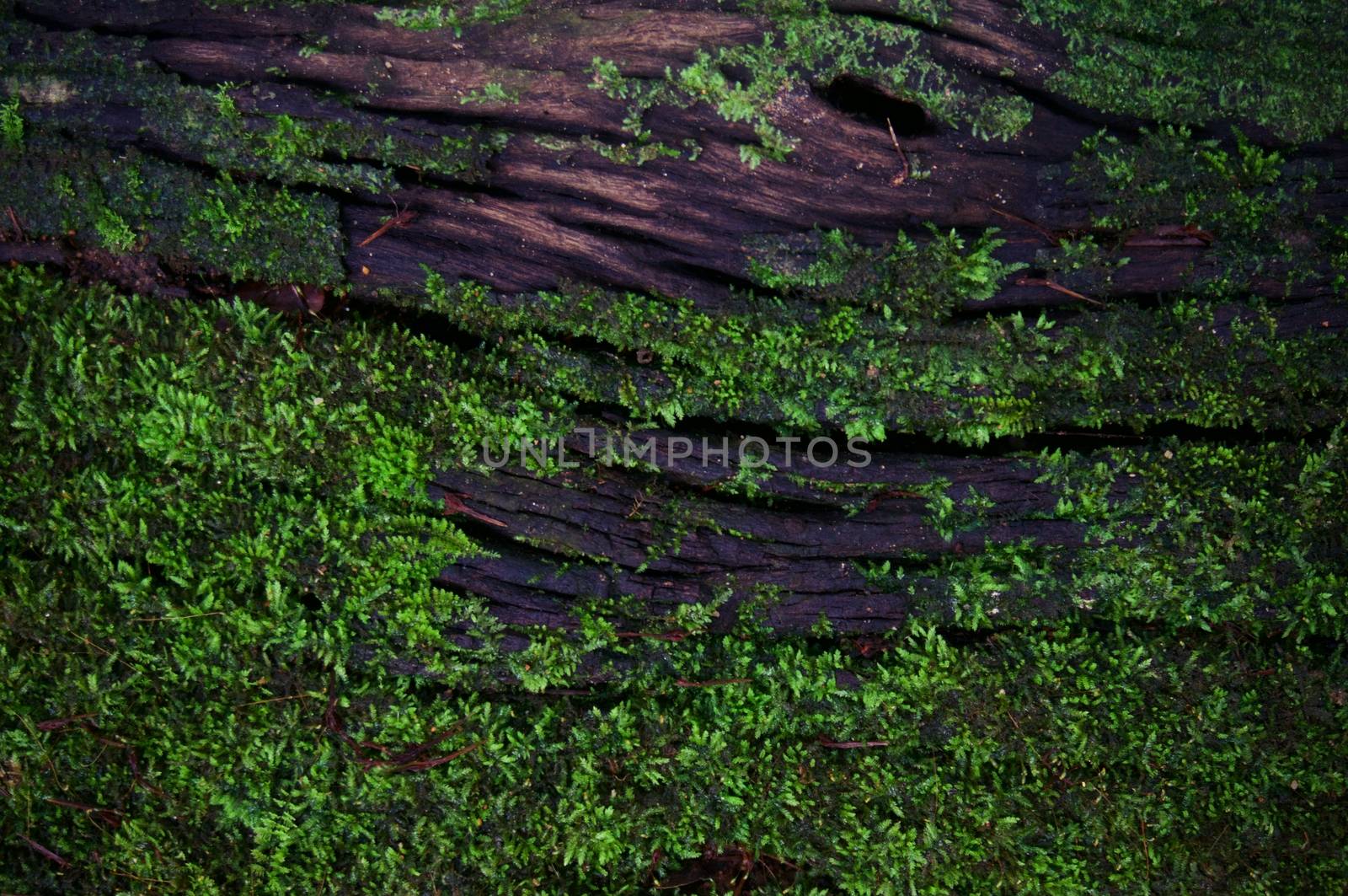 Green moss lichen background texture beautiful in nature with copy space.