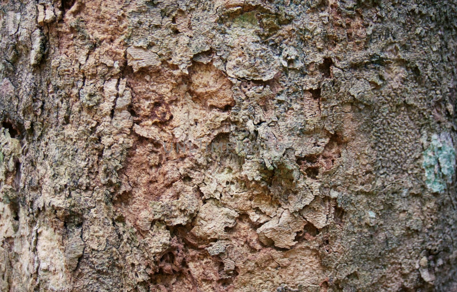 Old natural wooden shabby of tree bark texture use as natural ba by peandben