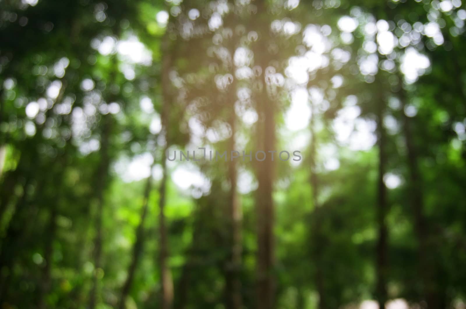 Blurred of beautiful nature Green tree forest background by peandben