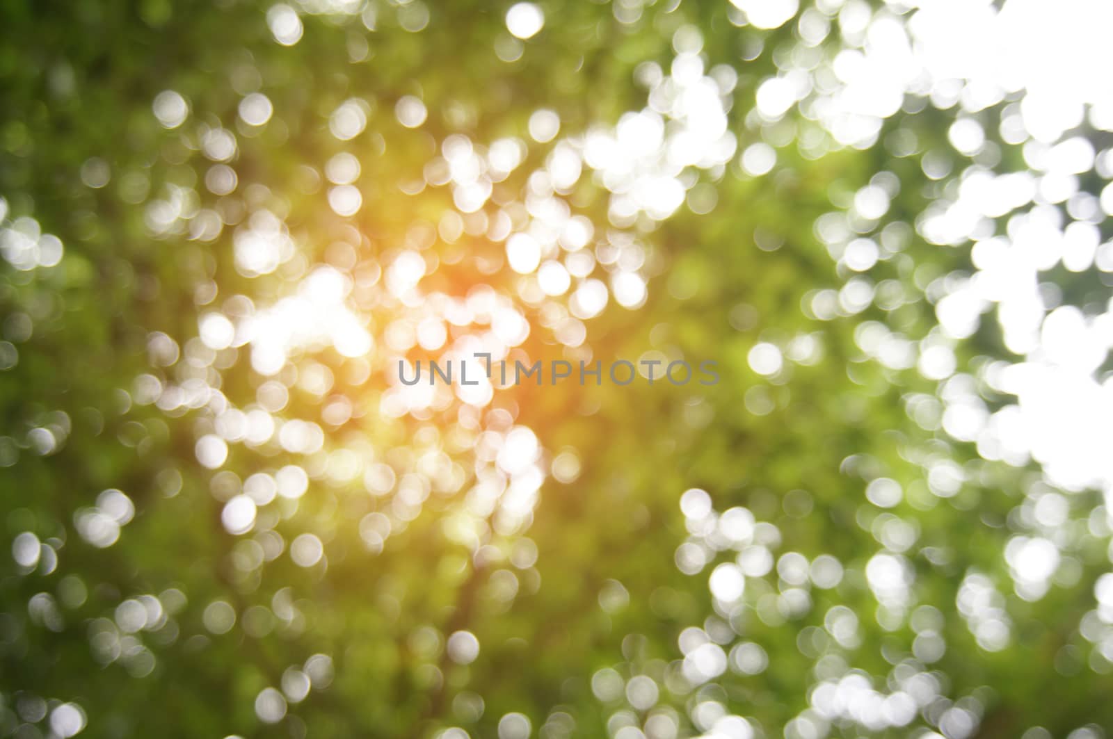 Blurred beautiful nature background blurry of leaf bokeh forest. for background usage .