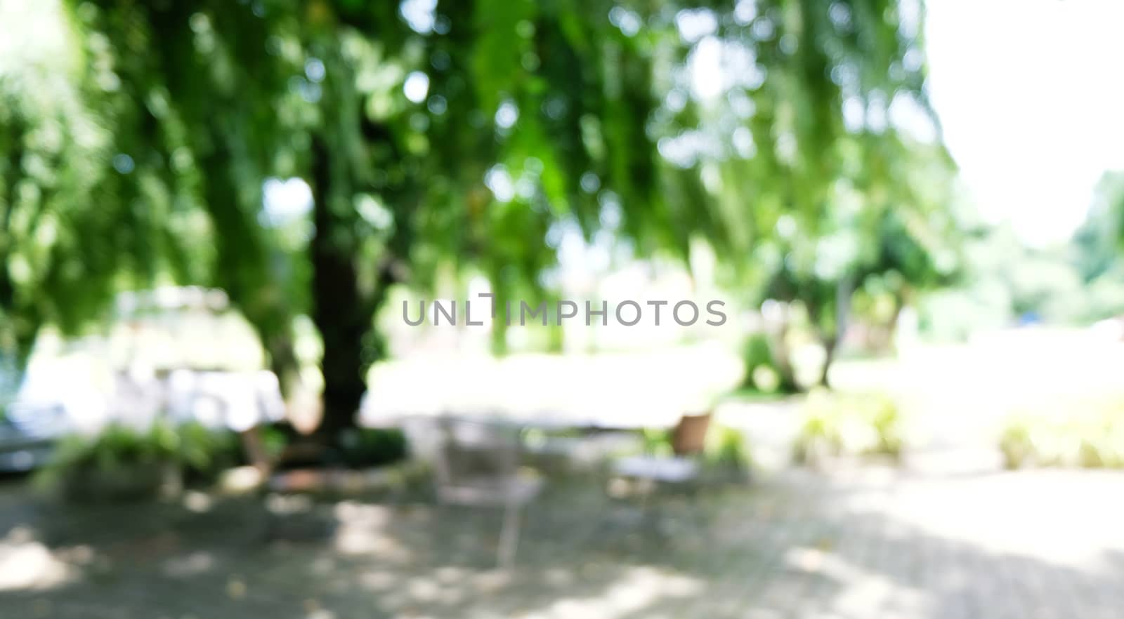 Blurred beautiful nature background blurry of leaf bokeh forest. by peandben