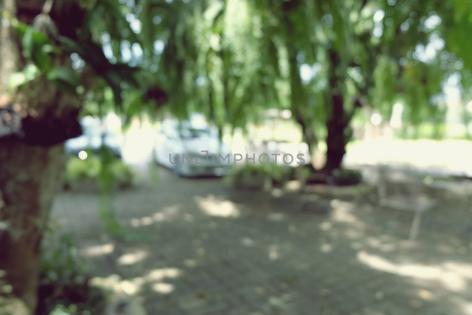 Blurred beautiful nature background blurry of leaf bokeh forest. by peandben