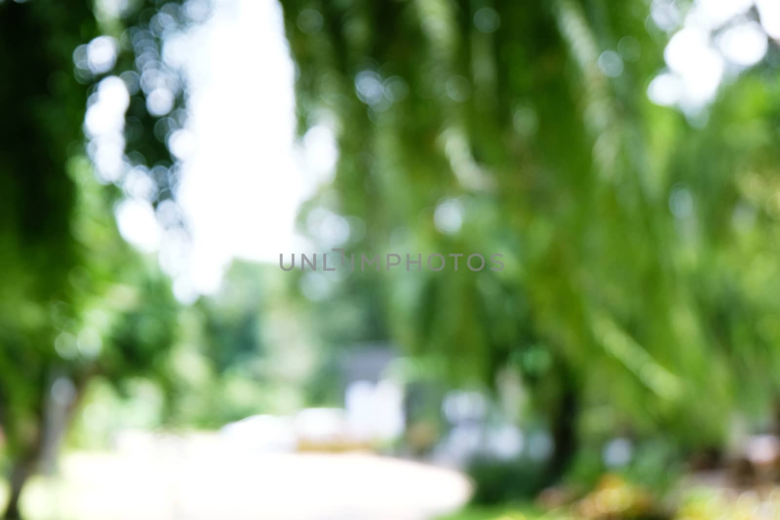 Blurred beautiful nature background blurry of leaf bokeh forest. by peandben