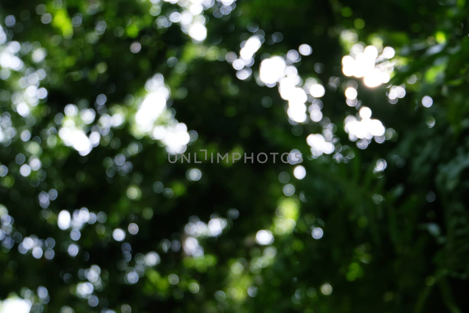 Blurred beautiful nature background blurry of leaf bokeh forest. garden and park with sunlight, use for background with perspective