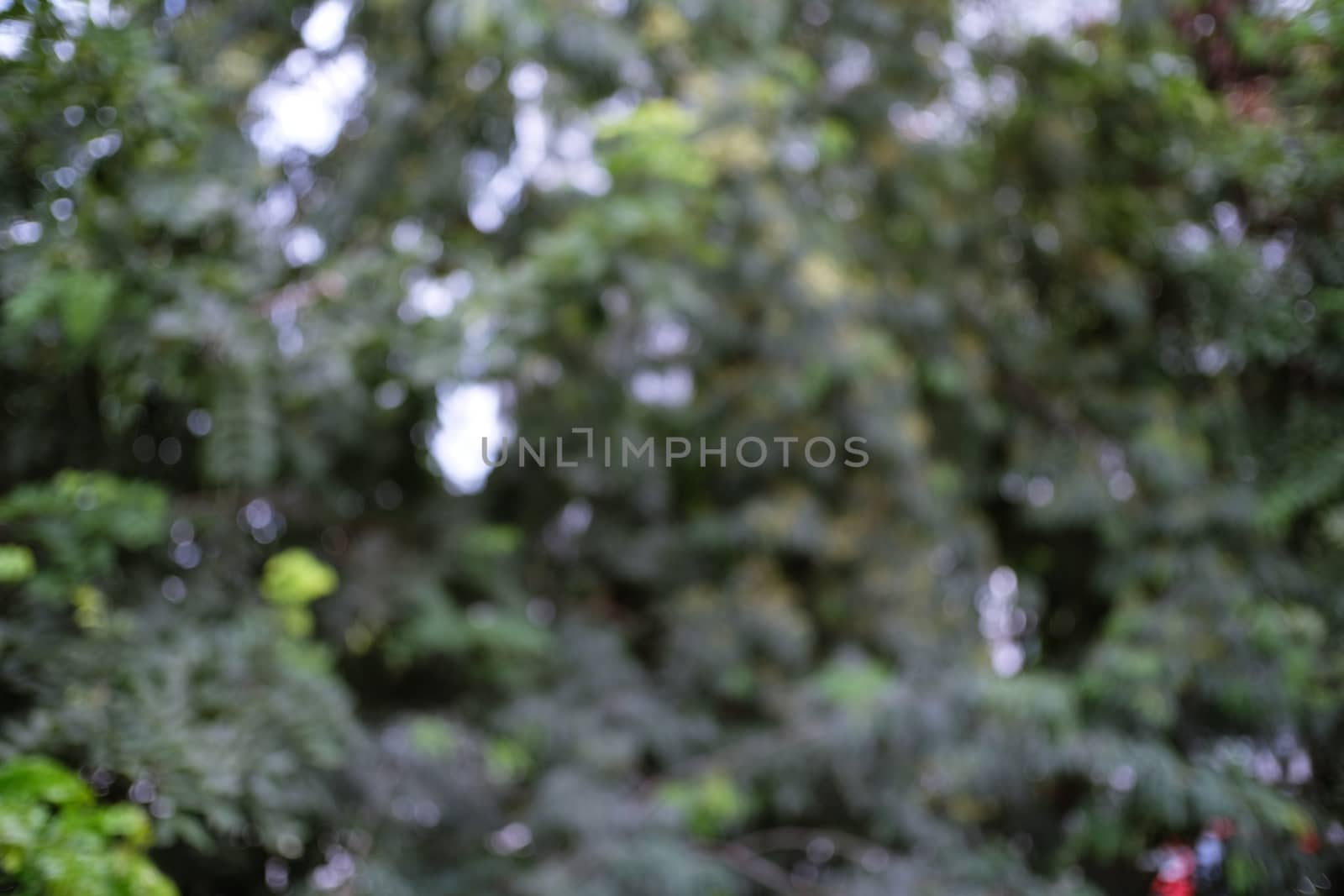 Blurred beautiful nature background blurry of leaf bokeh forest. garden and park with sunlight, use for background with perspective