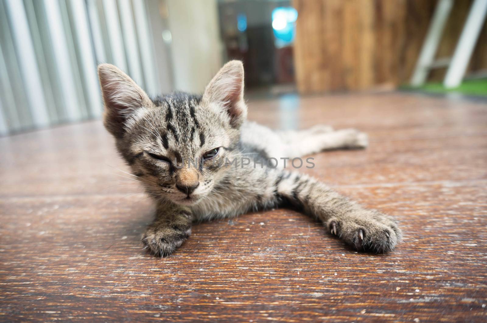 Adorable little tabby kitten just wake up . by peandben