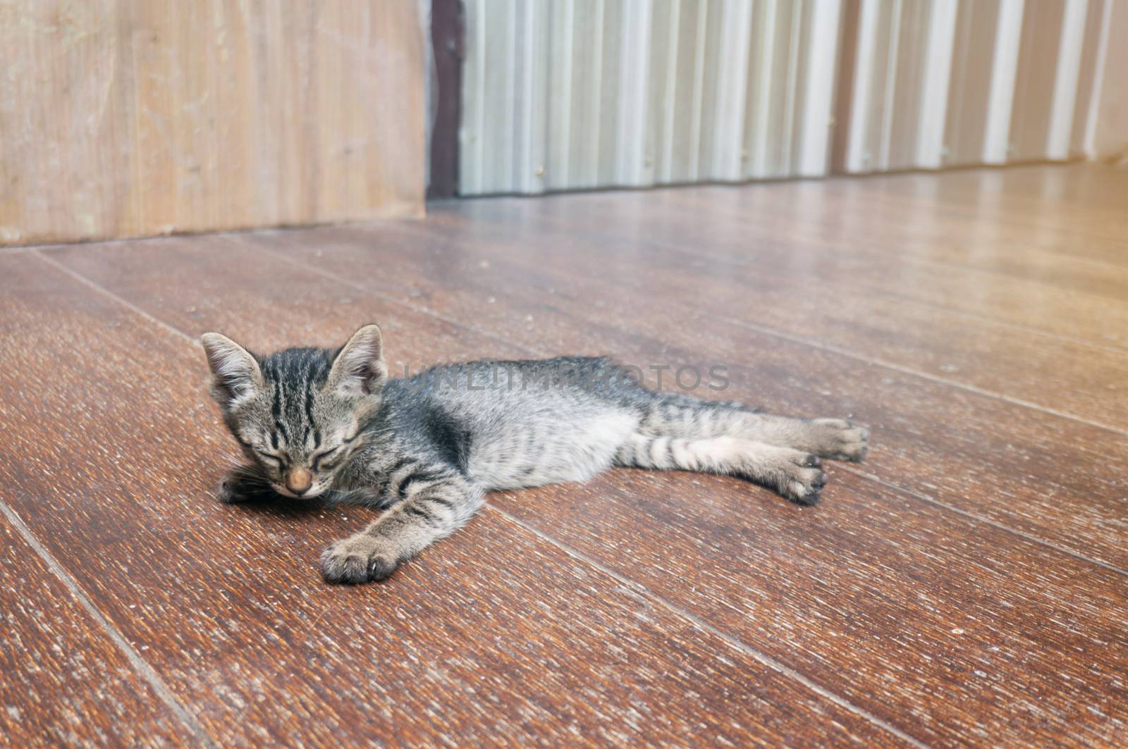 Lazy street little tabby kitten.  Cat  laying on wooden floor with Adorable serious funny face 