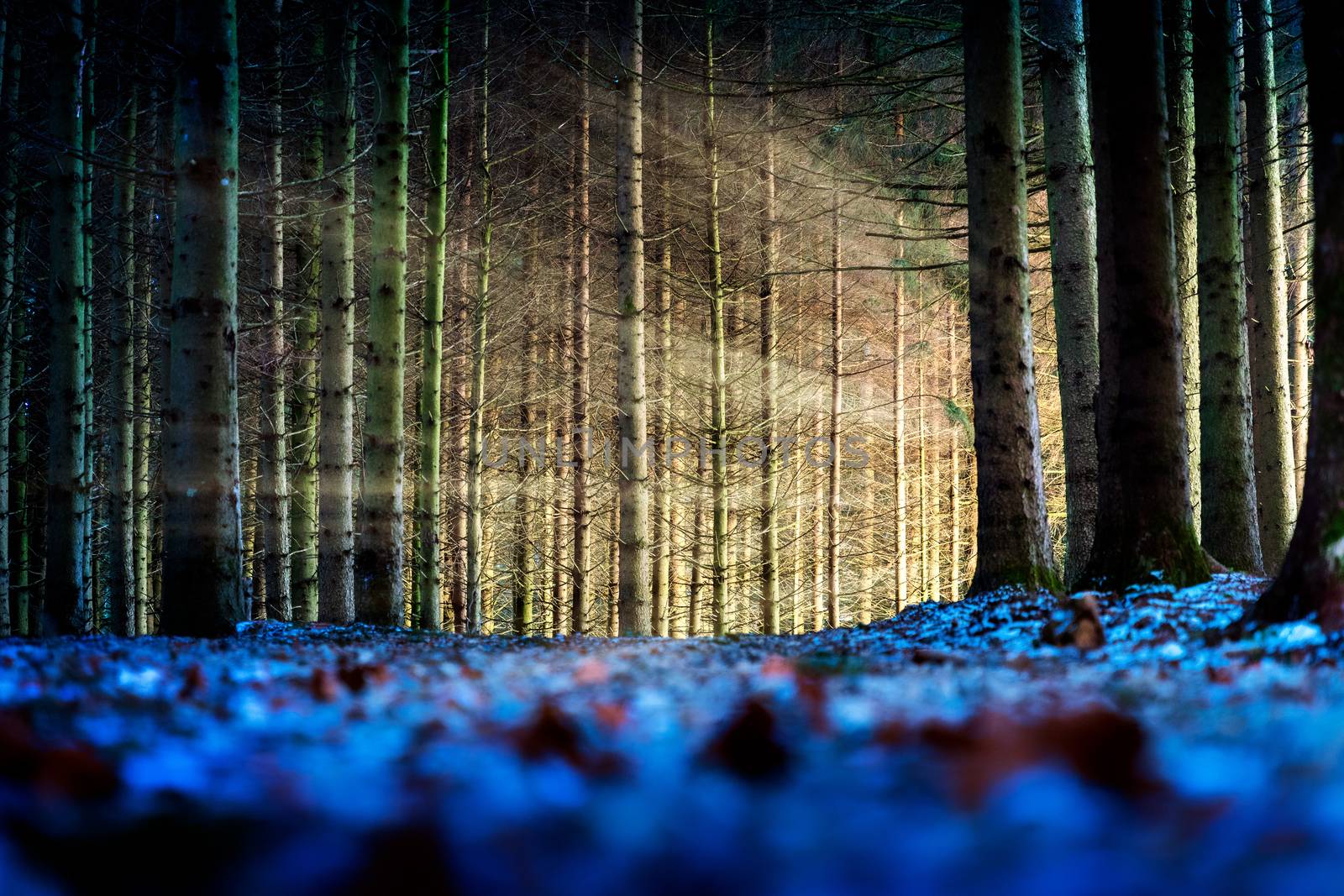 Trees with sunbeams in a forest by w20er