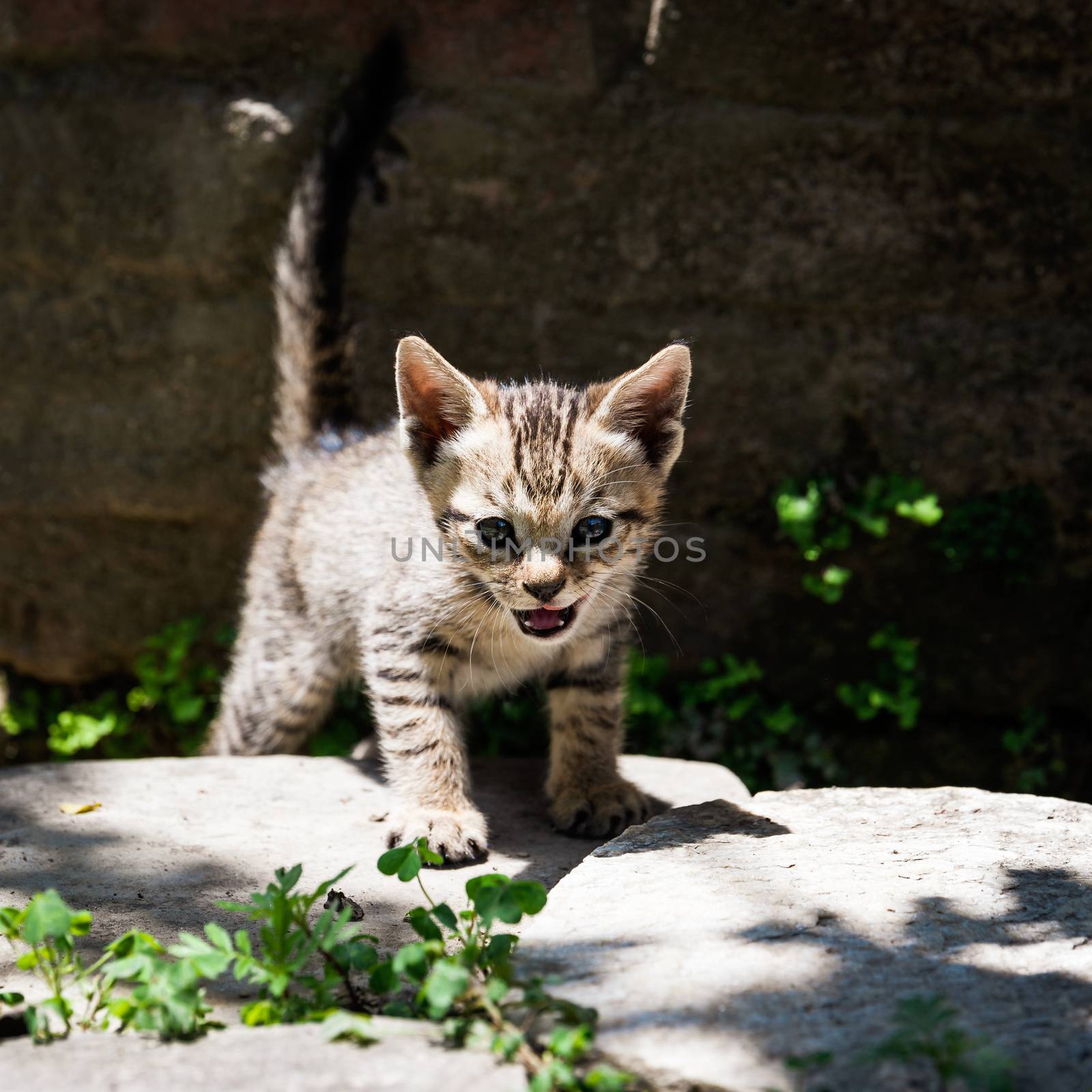 Tabby kitten in the sunlight