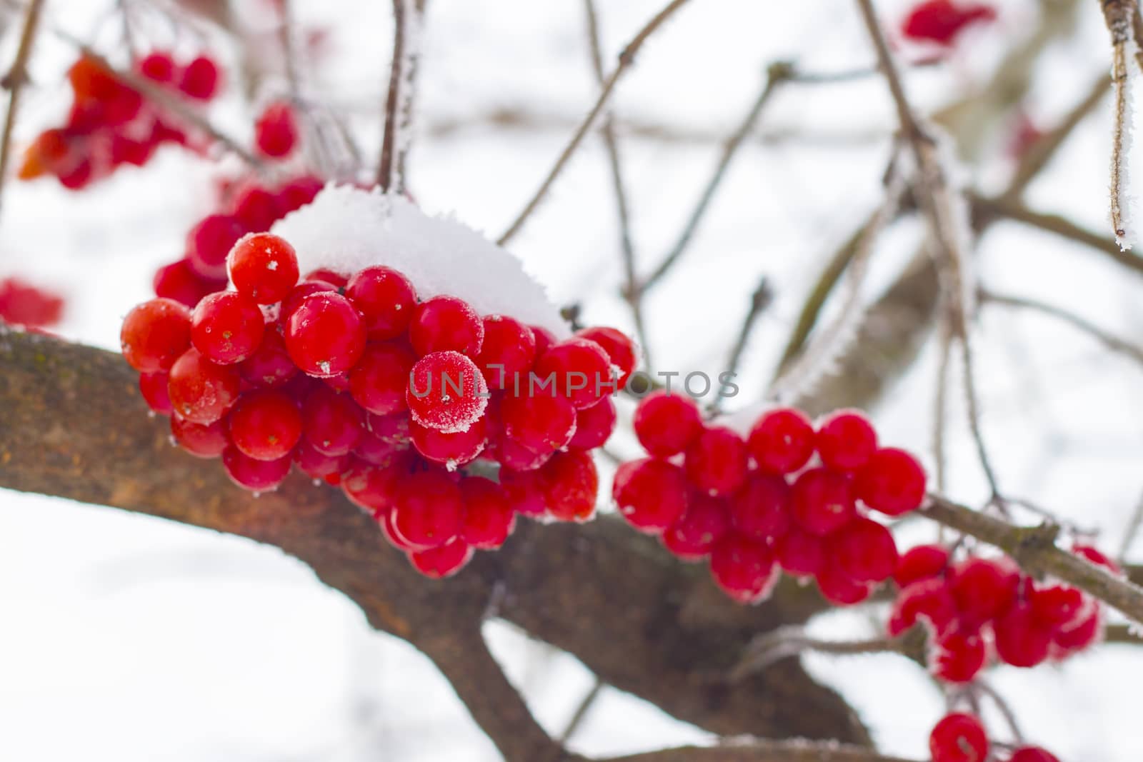 Frozen red viburnum on branches. Beautiful winter seasonal berries
