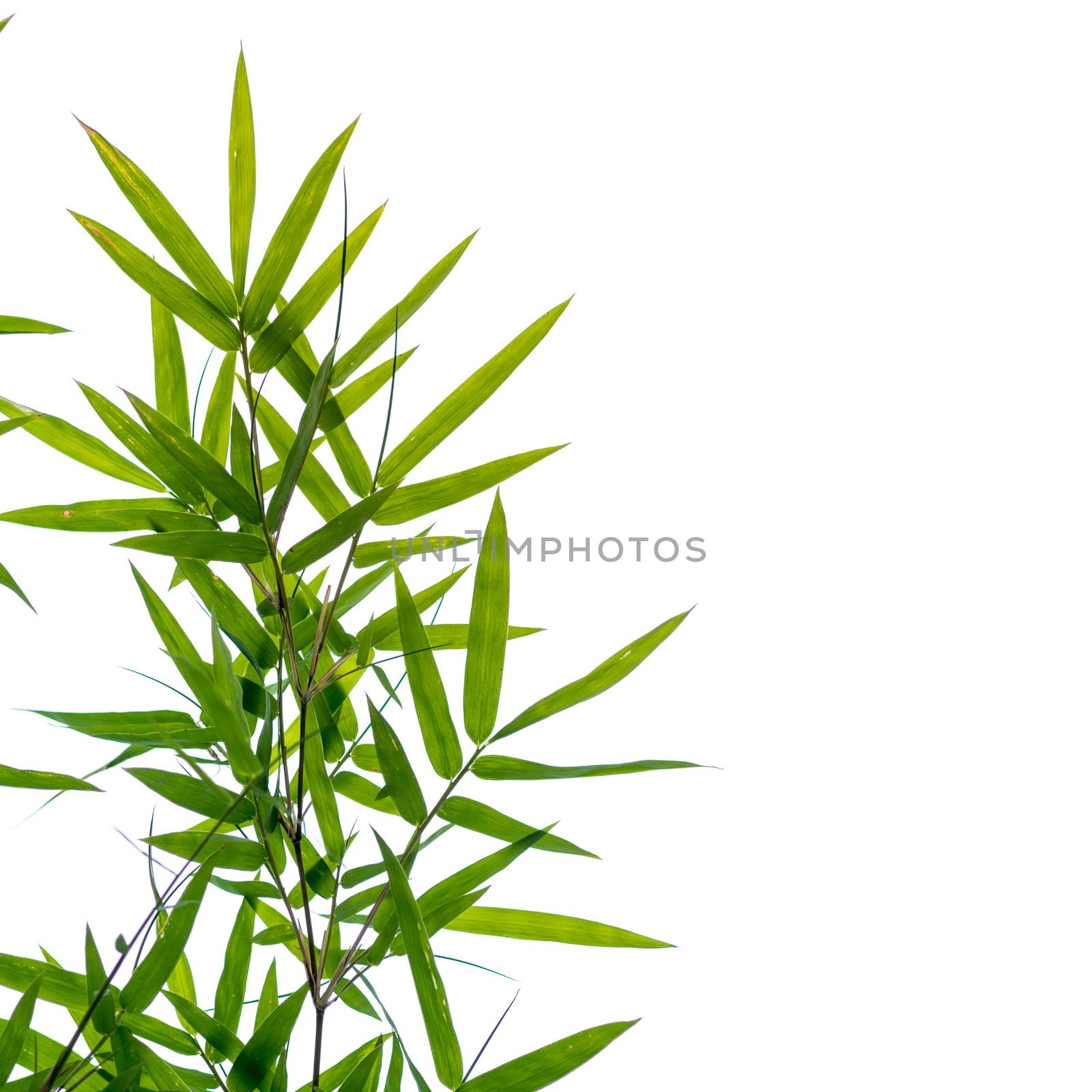 bamboo leaves on a white background by antpkr