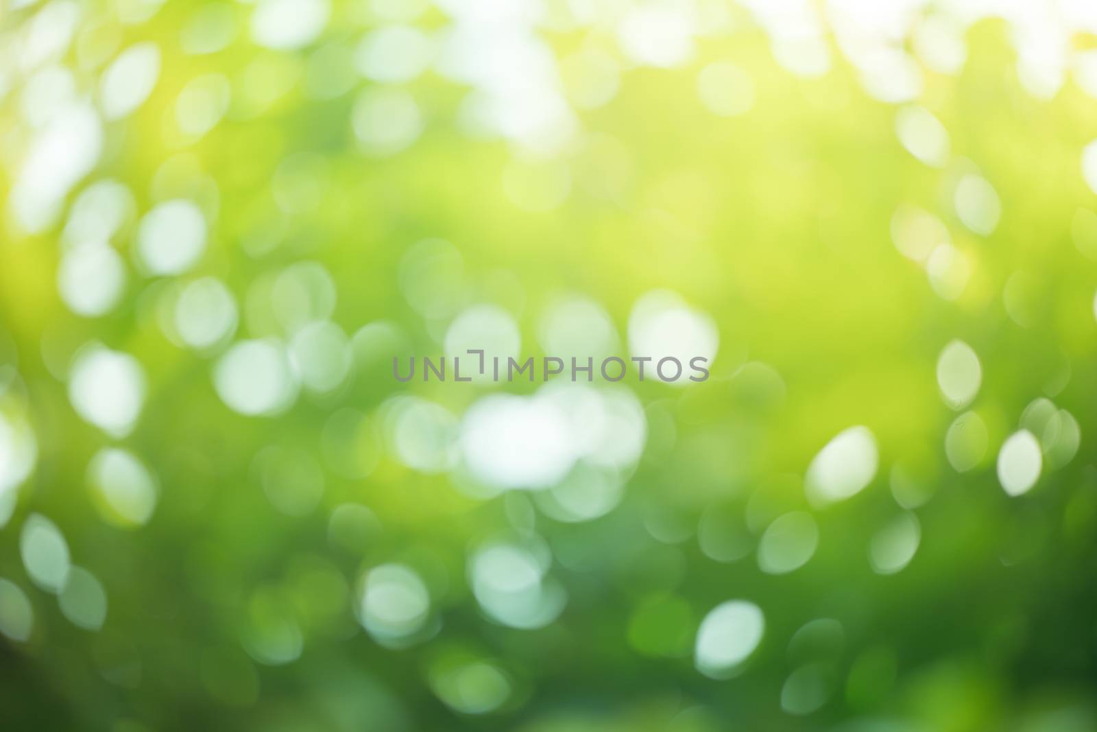 abstract green bokeh background by antpkr