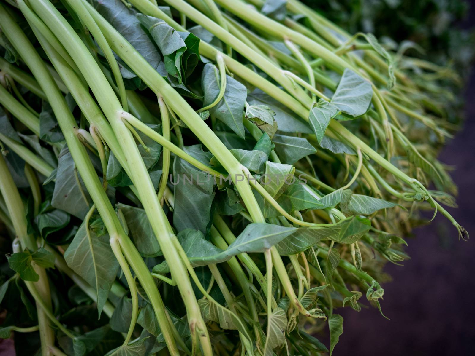 heap of morning glory on fresh market