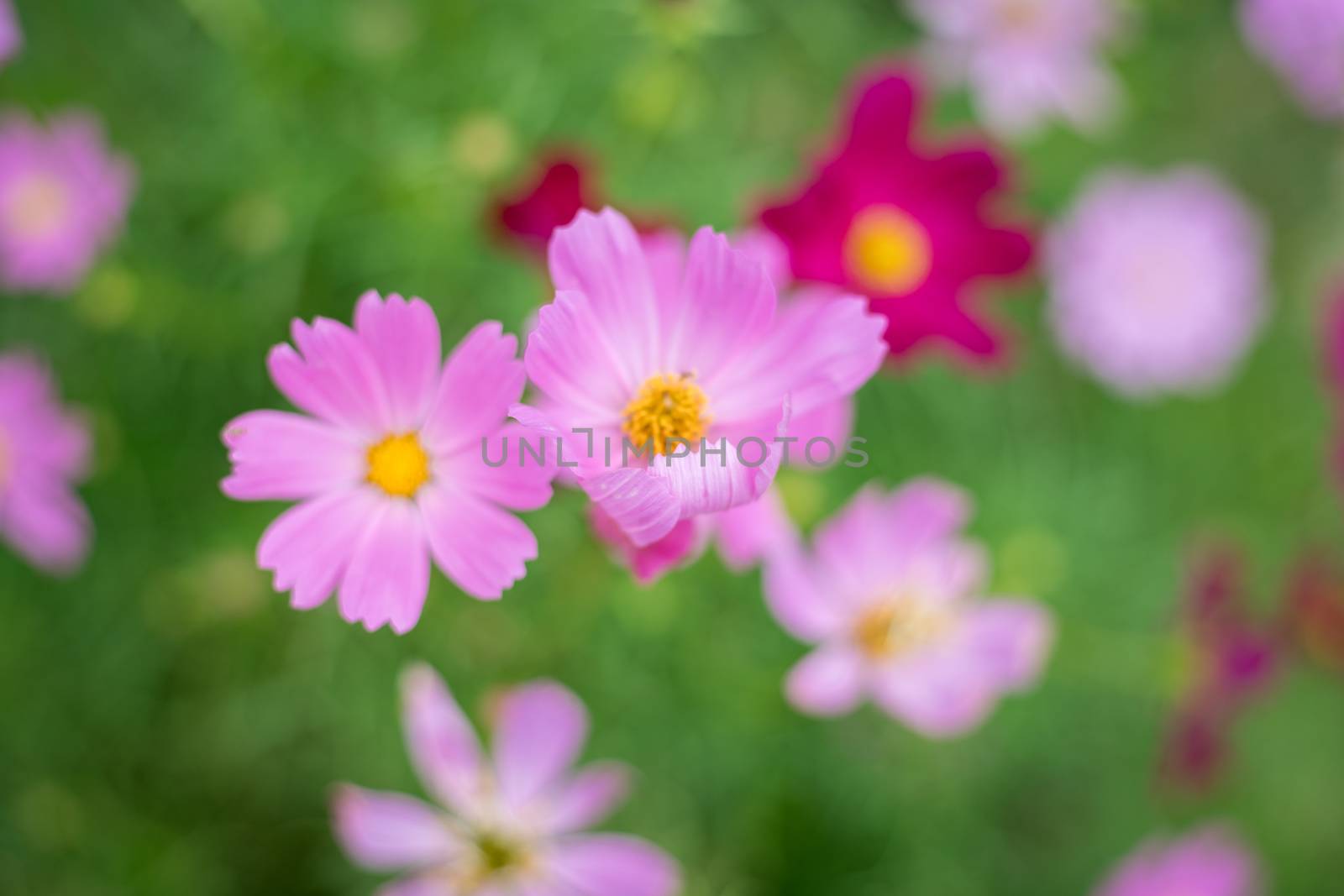 pink cosmos flower in garden, cosmos bipinnatus