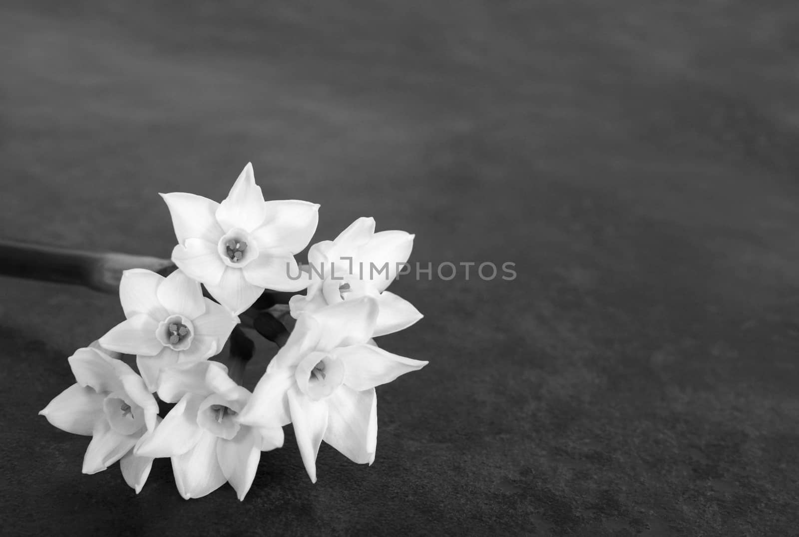 Stem of white narcissus with six flowers, on a dark grey background with copy space - monochrome processing
