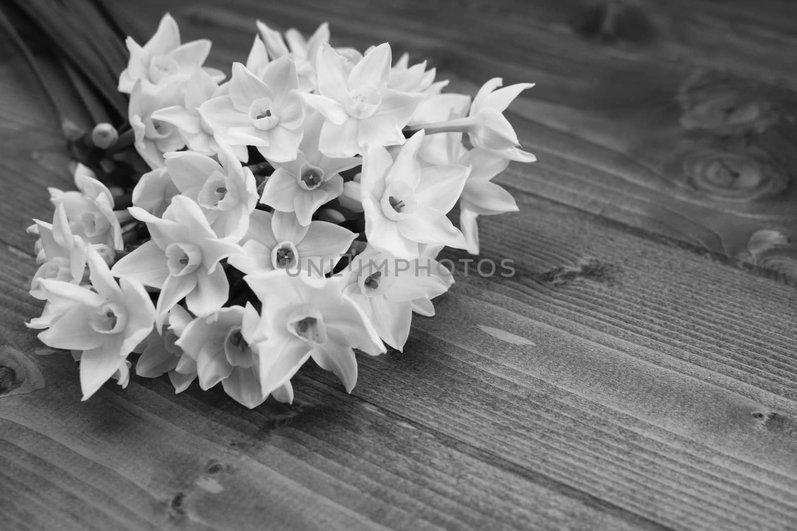Fresh bouquet of white narcissus flowers lying on a wooden table with copy space - monochrome processing