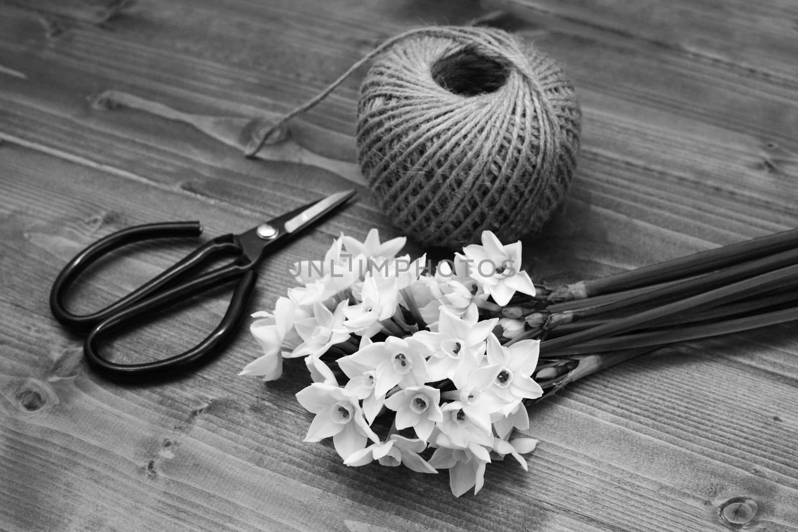 Old-fashioned florist scissors with a bunch of white narcissi and a ball of twine, gathered on a wooden table - monochrome processing