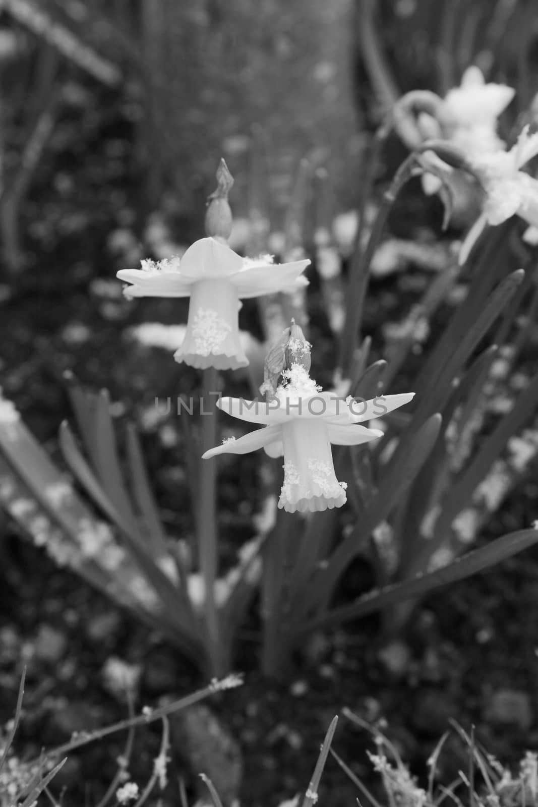 Two spring daffodils dusted with light snow in a flower bed - monochrome processing