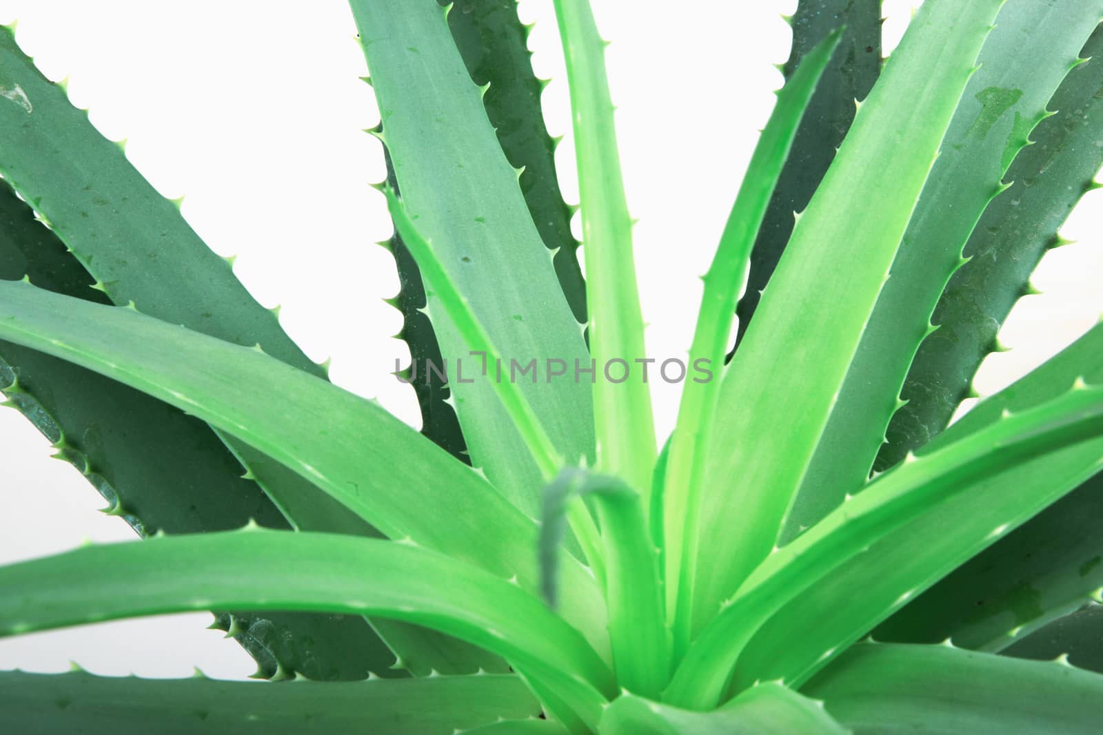 Aloe Vera Plant