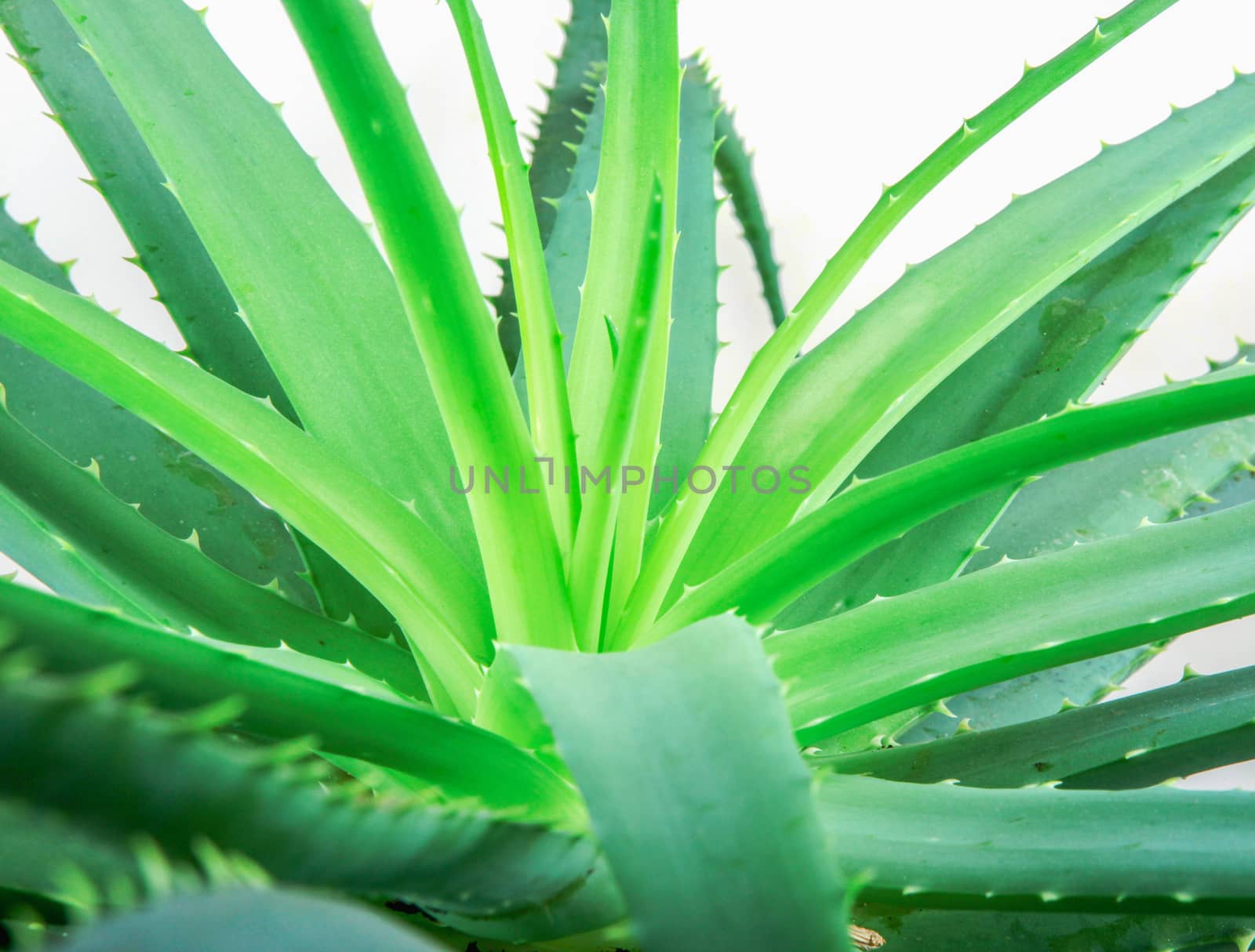 Aloe Vera Plant