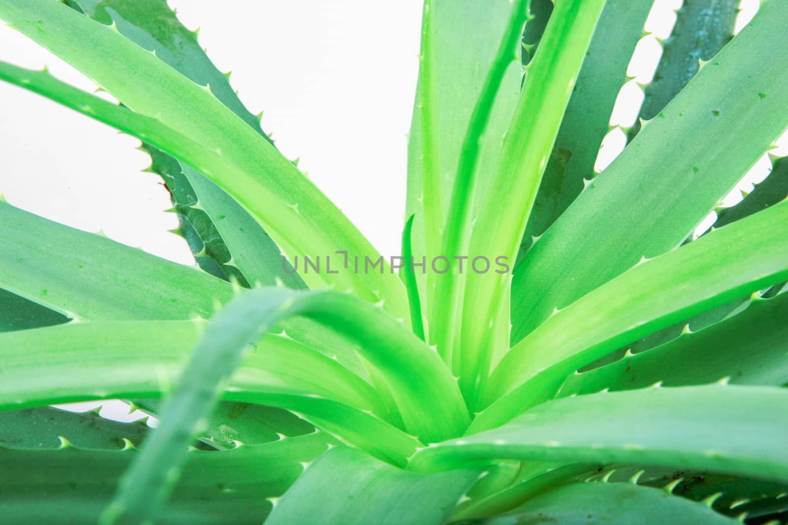 Aloe Vera Plant