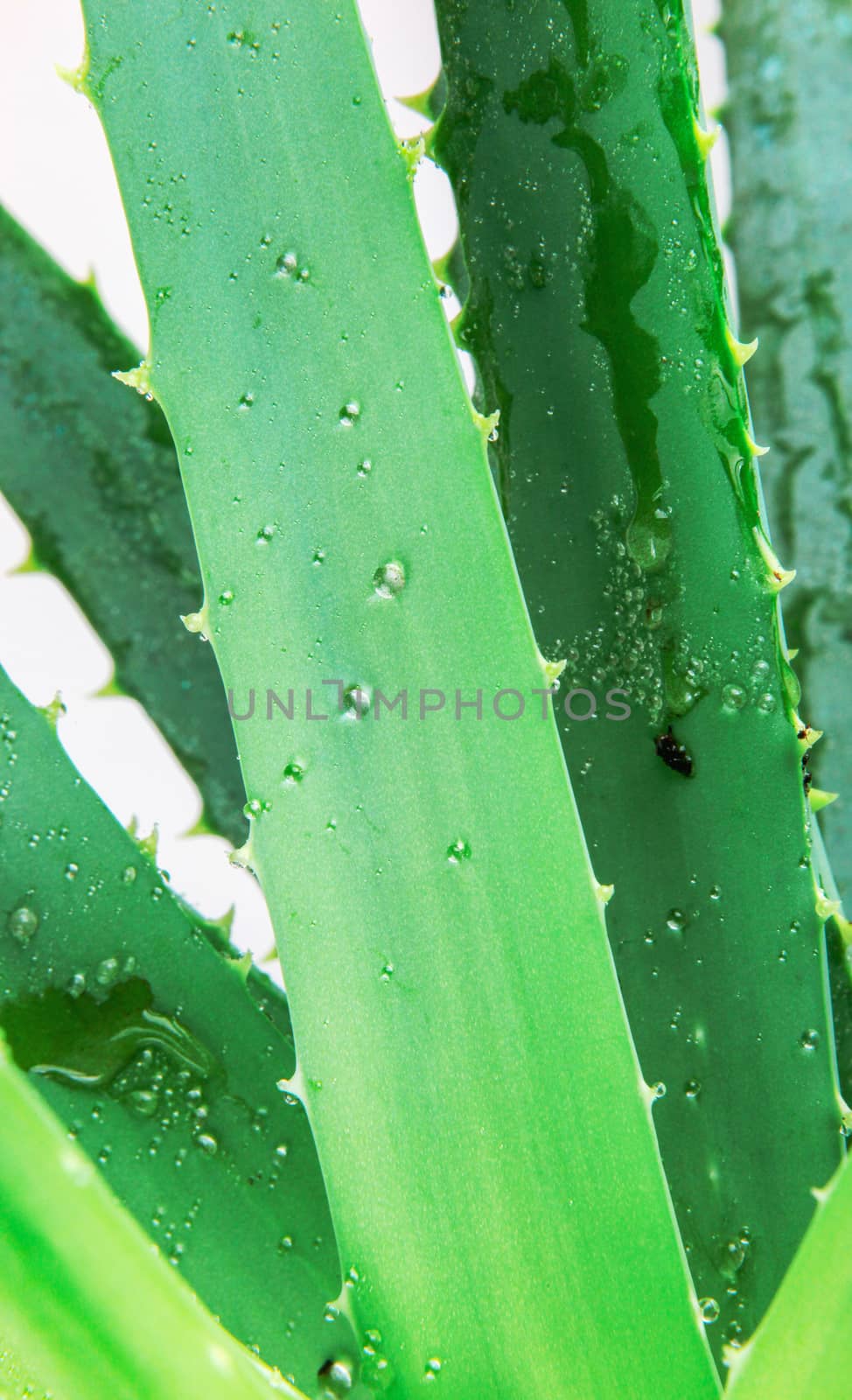 Aloe Vera Plant by nenovbrothers
