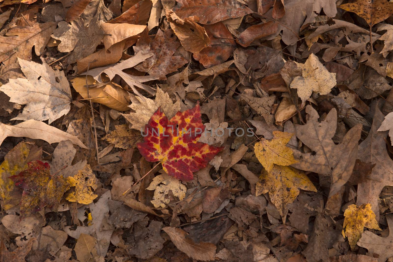 FAllen leaves signifying end of autumn season