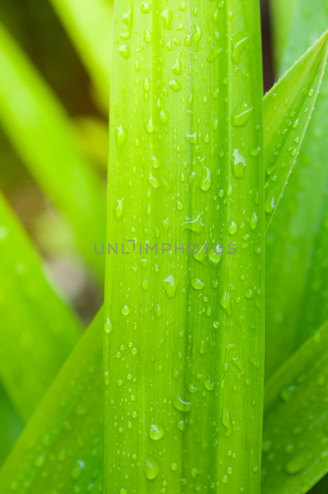 closeup of fresh water drop on pandan leaves