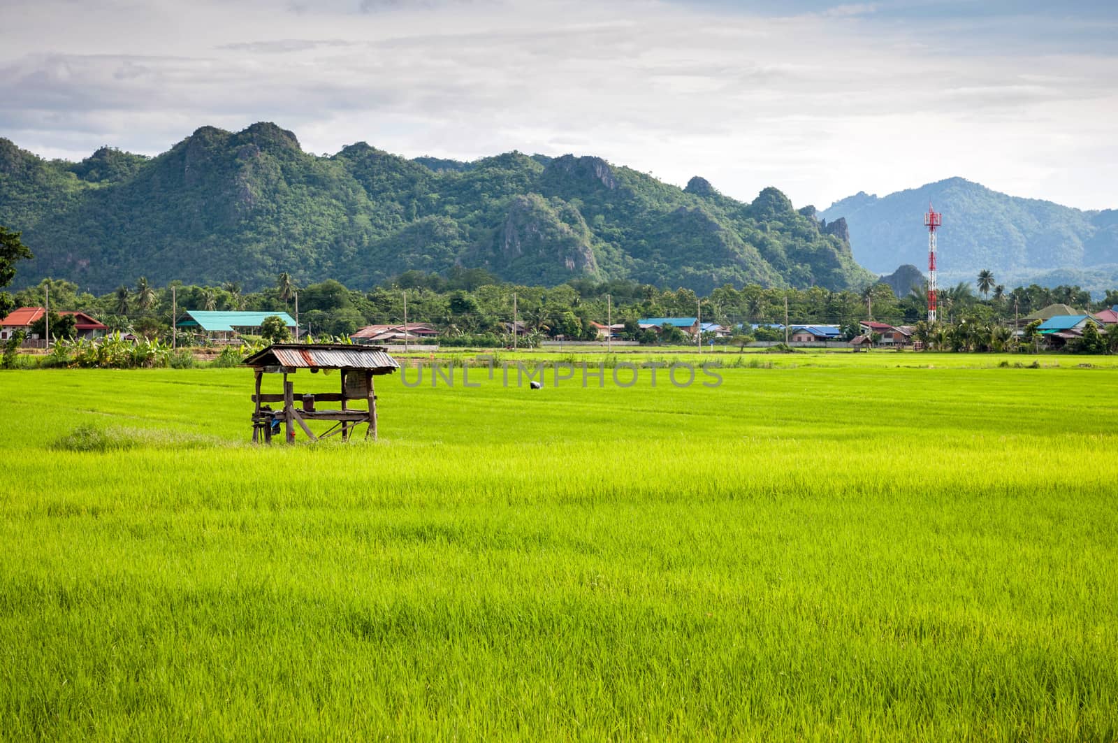 small hovel in the farm rice landscape of Thailand