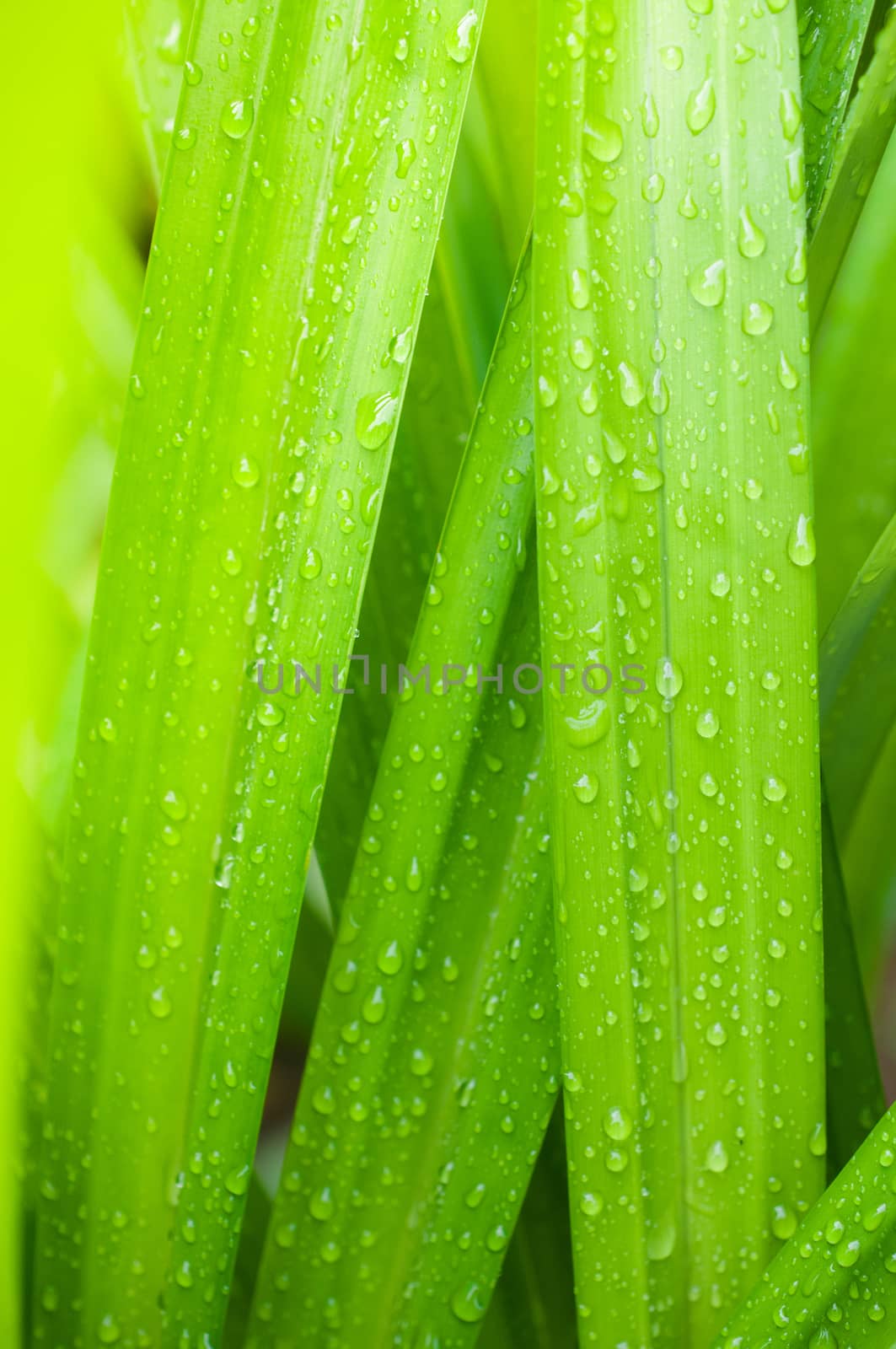 closeup of fresh water drop on pandan leaves